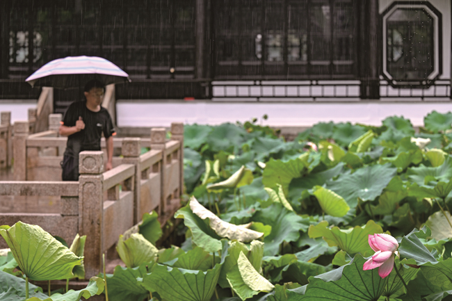 浙江嘉兴：雨润荷娇