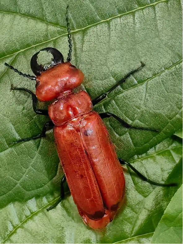 国内极为罕见新纪录物种钳齿拟红芫菁现身成都邛崃天台山_fororder_钳齿拟红芫菁-供图-邛崃市委宣传部