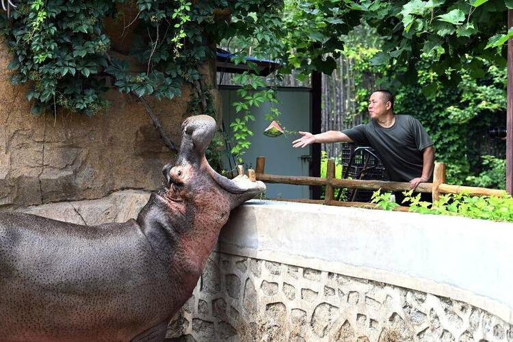 瀋陽森林動物園：夏日避暑各有妙招