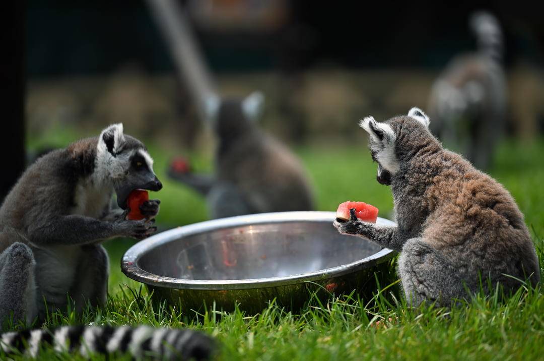 瀋陽森林動物園：夏日避暑各有妙招