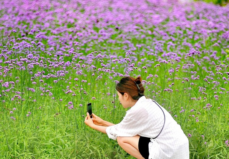 醉龙江｜哈尔滨群力江畔 紫色花海美如画