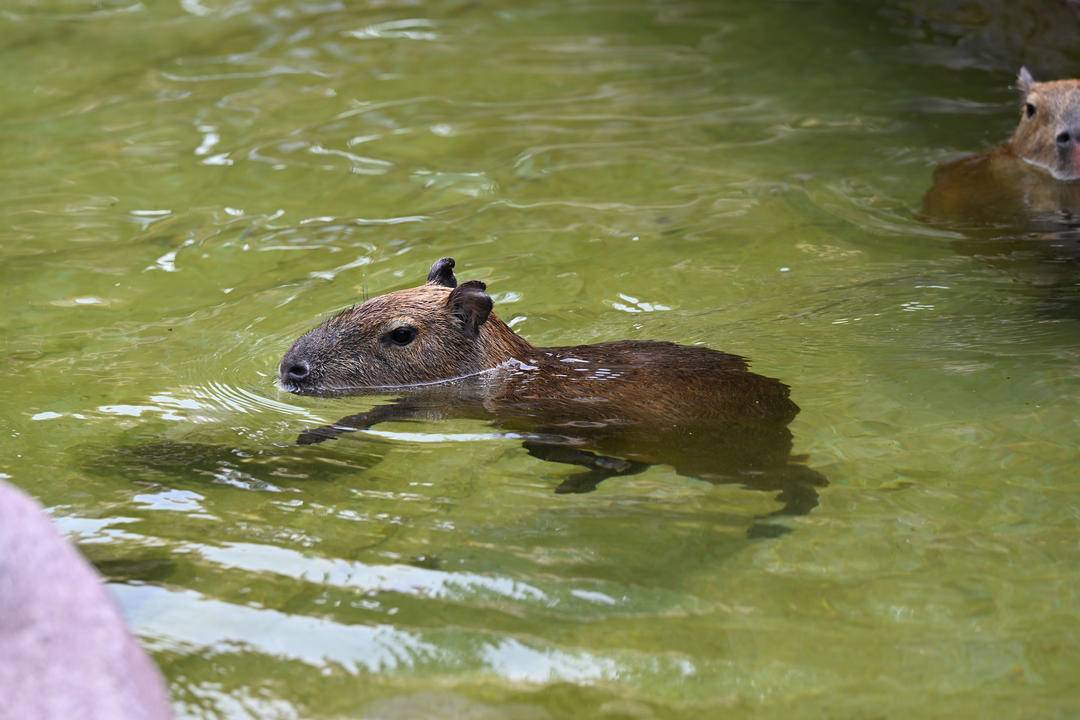 瀋陽森林動物園：夏日避暑各有妙招