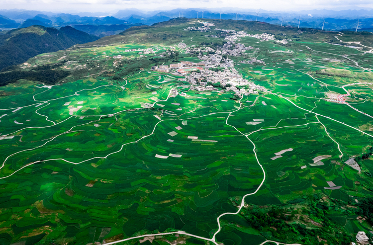 高坡雲頂：萬畝稻田繪就生態畫卷