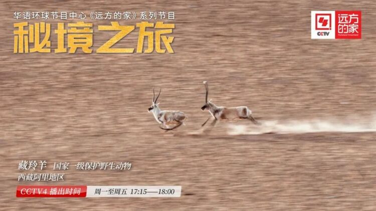 《秘境之旅》：探寻无人区的生命奇迹