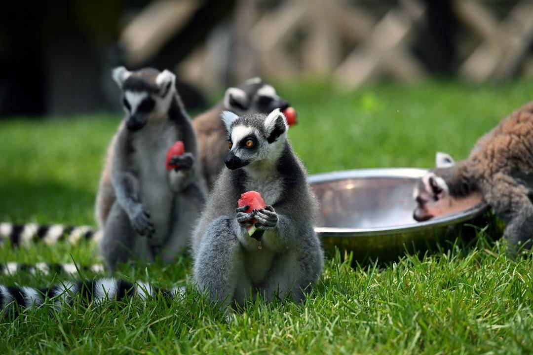 瀋陽森林動物園：夏日避暑各有妙招