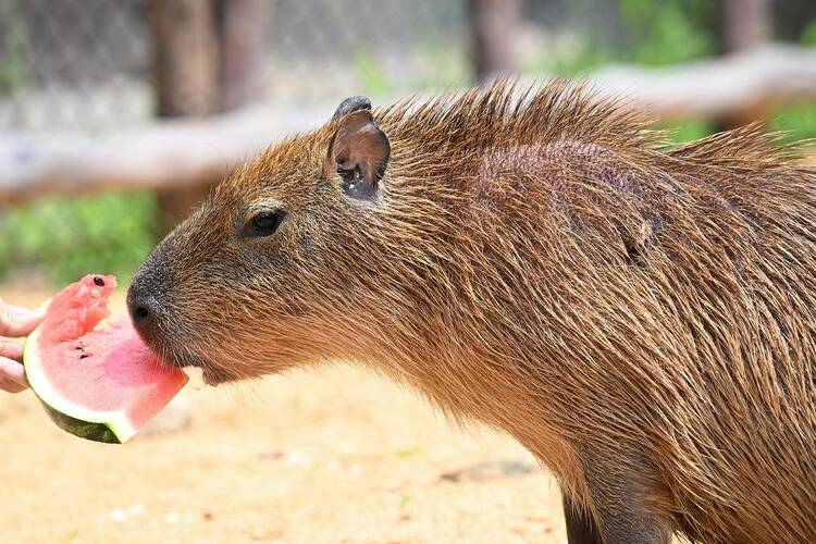 瀋陽森林動物園：夏日避暑各有妙招