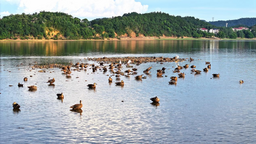 湖南衡山萱洲國家濕地公園夏日魚鳥“共舞” 生機盎然