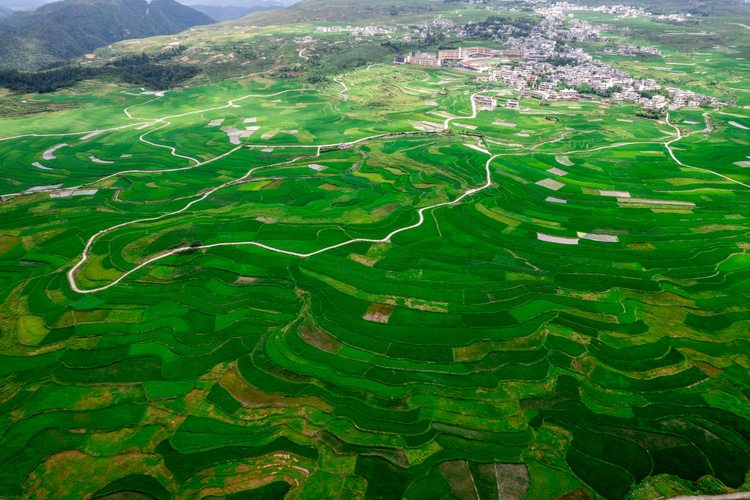 高坡云顶：万亩稻田绘就生态画卷