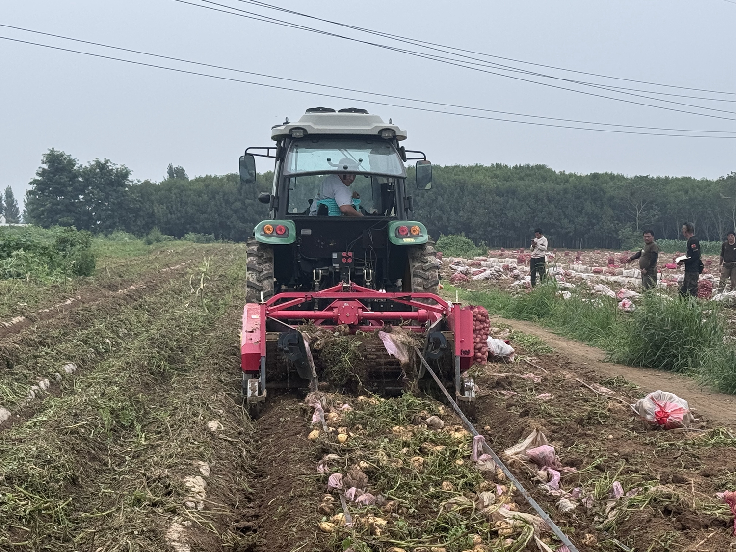 保定市满城区：增收添“薯”光 马铃薯喜迎丰收_fororder_土豆收获机作业中 摄影 曹萌