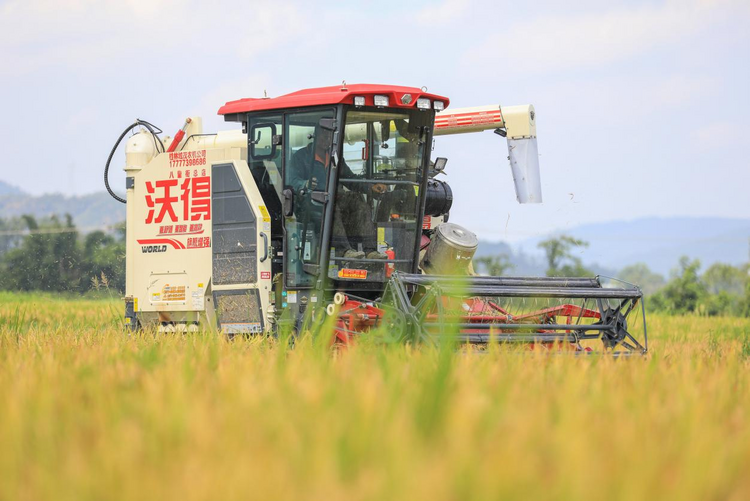 桂林靈川：夏收夏種農事忙 遍地金黃糧滿倉_fororder_圖片3