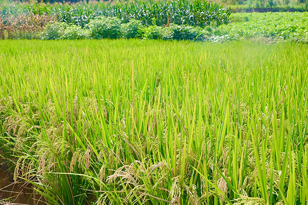 自贡市贡井区桥头镇：“稻虾轮作”模式焕发土地新生_fororder_图片-2