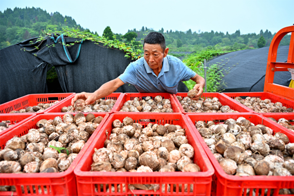 眉山仁壽：大棚食用菌助農增收_fororder_未標題-3