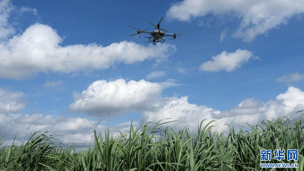 廣西:機械化生産智慧化管護提升甘蔗生産效能