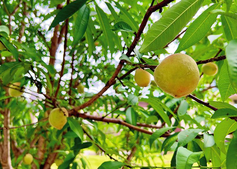 綠城變“果“城 盛夏好 “甜蜜”