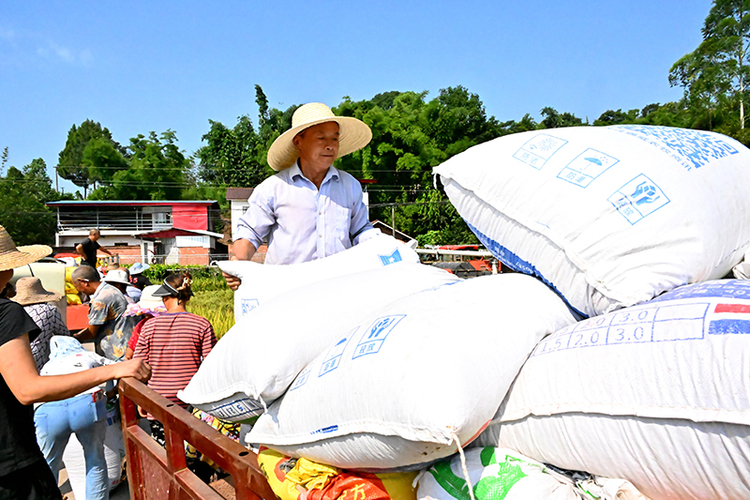 眉山仁壽：水稻喜迎豐收季 機械化收割忙不停_fororder_8月14日，在眉山市仁壽縣鐘祥鎮燈塔村，村民正在轉運稻穀。攝影--潘建勇