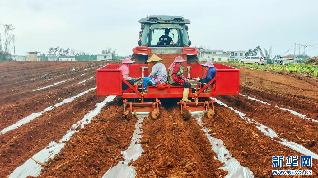 廣西:機械化生産智慧化管護提升甘蔗生産效能