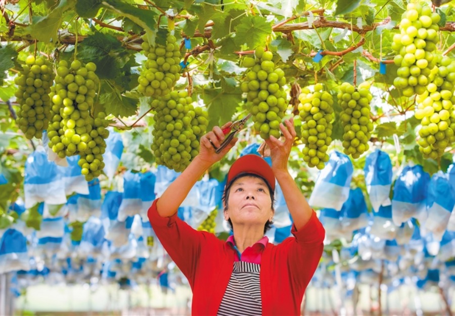 “一年中10个月有鲜果上市” ——看农业大市渭南如何做好“果文章”