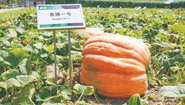  Changchun: Huge "Internet Red" melons waiting for you