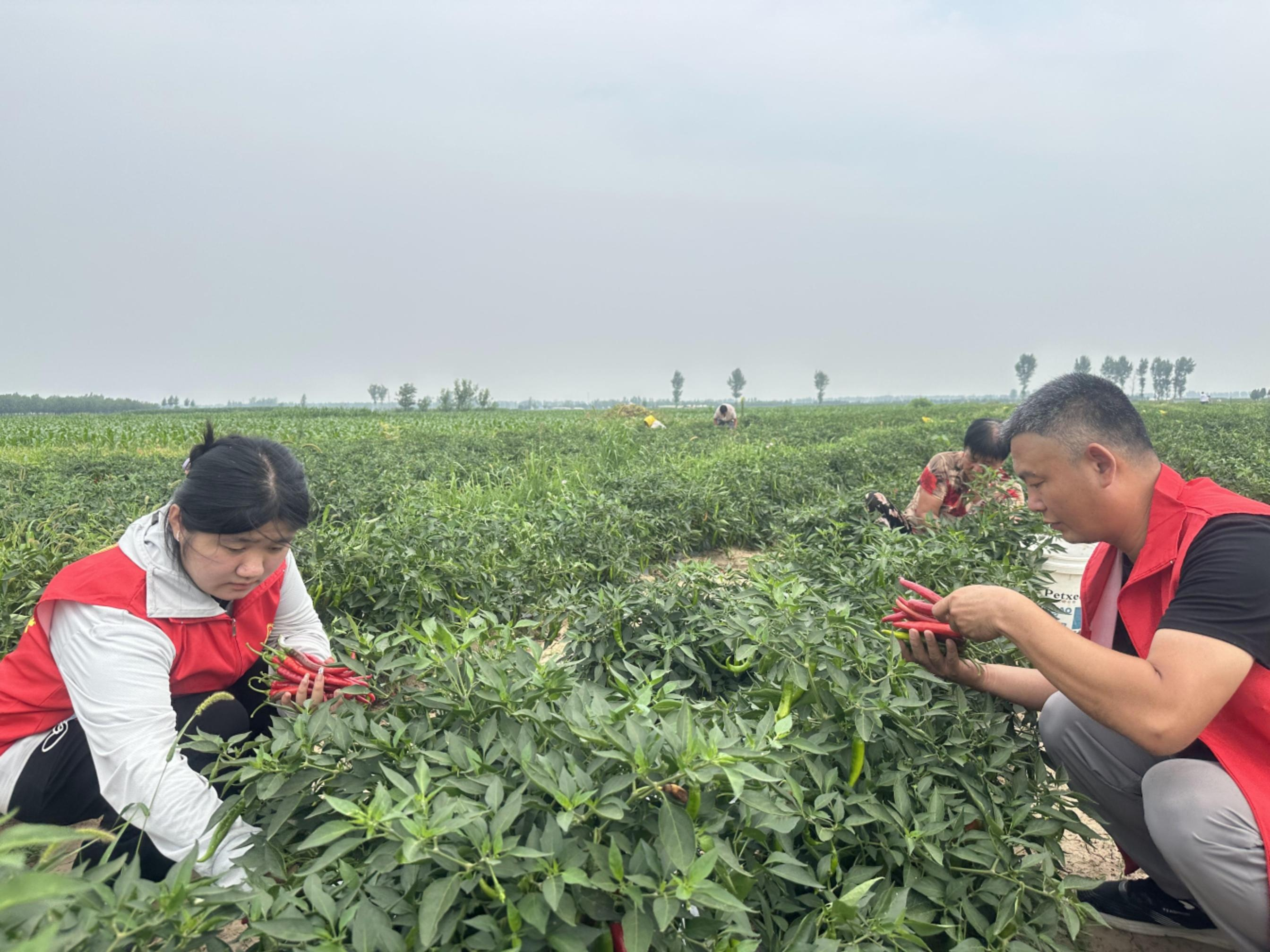 河北盐山：辣椒喜丰收 志愿者助农忙_fororder_图片 3