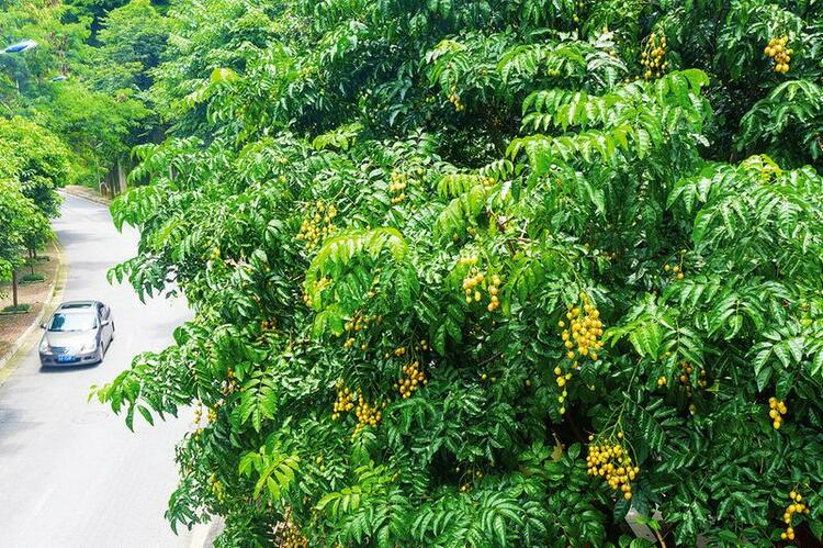 绿城变“果“城 盛夏好 “甜蜜”