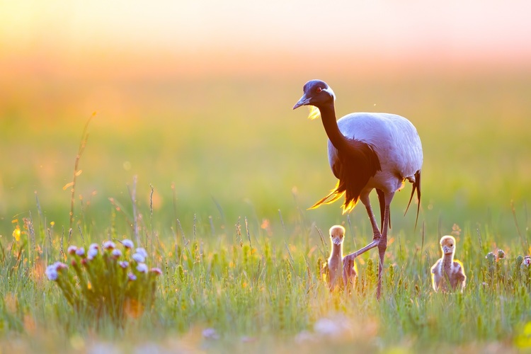 资讯有故事 | 全国生态日 巴基斯坦摄影师卡利得：用镜头定格鸟类身影