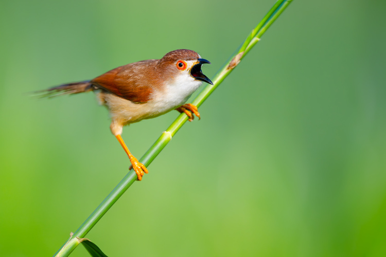 资讯有故事 | 全国生态日 巴基斯坦摄影师卡利得：用镜头定格鸟类身影