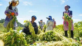  Weining, Guizhou: Tianxing Rice Harvest "Twisted Braid" Brings Joy