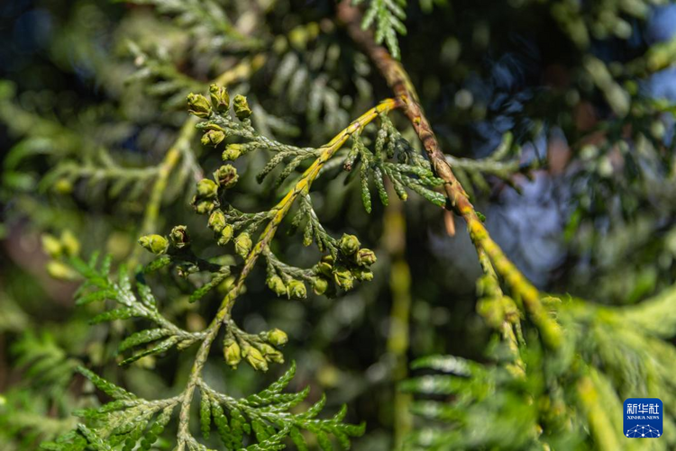 重庆：保护濒危植物 筑牢生态屏障