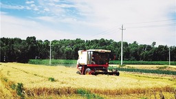 河套灌区55万亩小麦迎来收获季