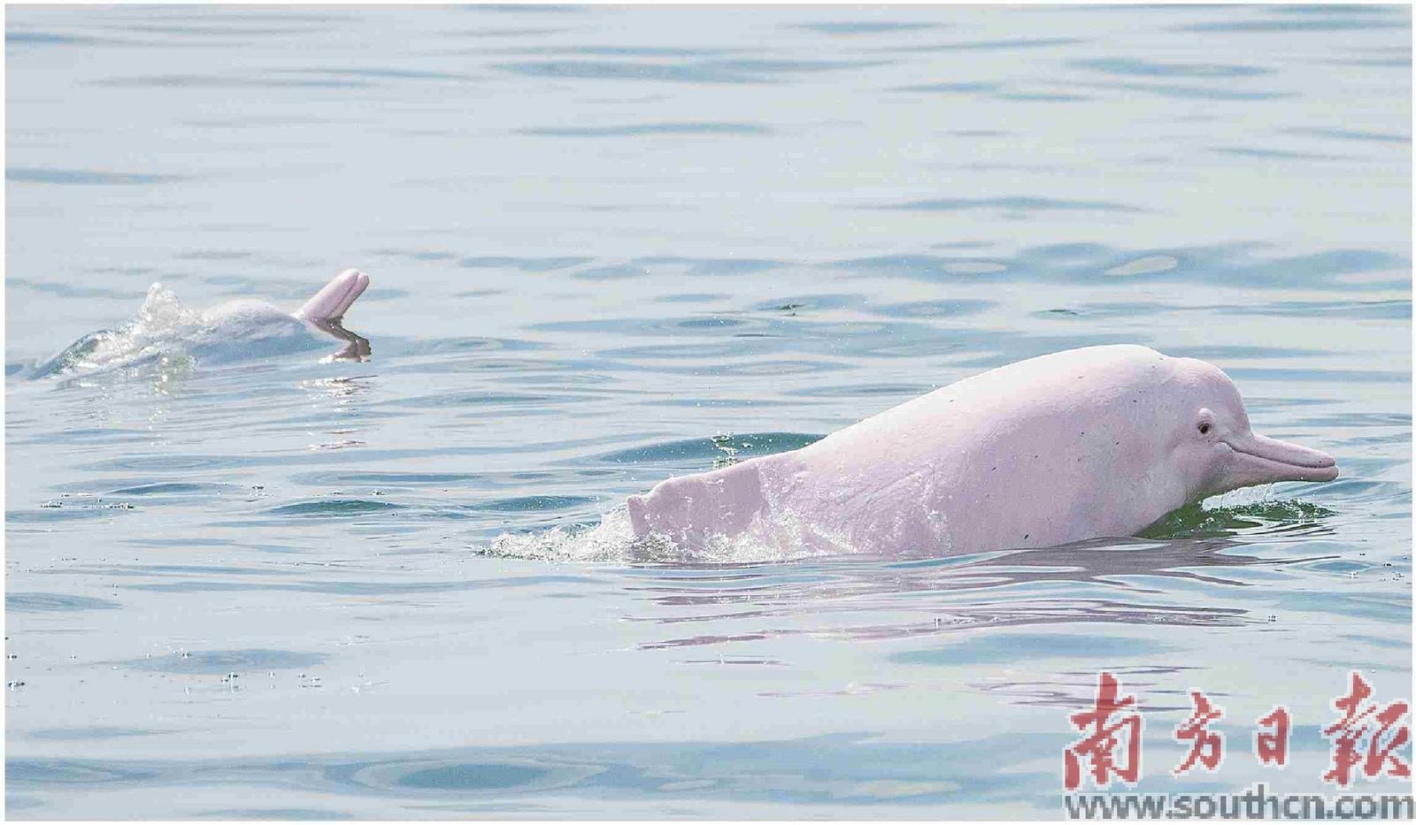 在雷州湾，邂逅中华白海豚_fororder_微信图片_20240816111632