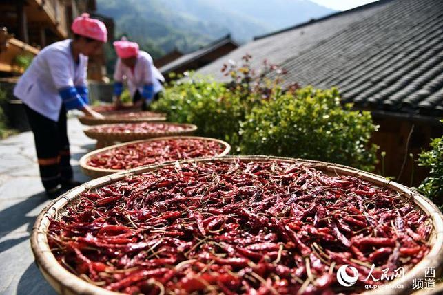 廣西龍勝:金竹壯寨曬秋忙