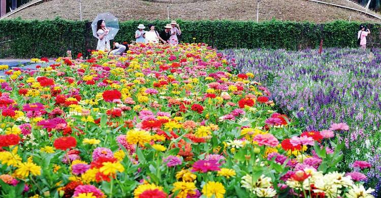 南宁：夏花绚烂醉游人