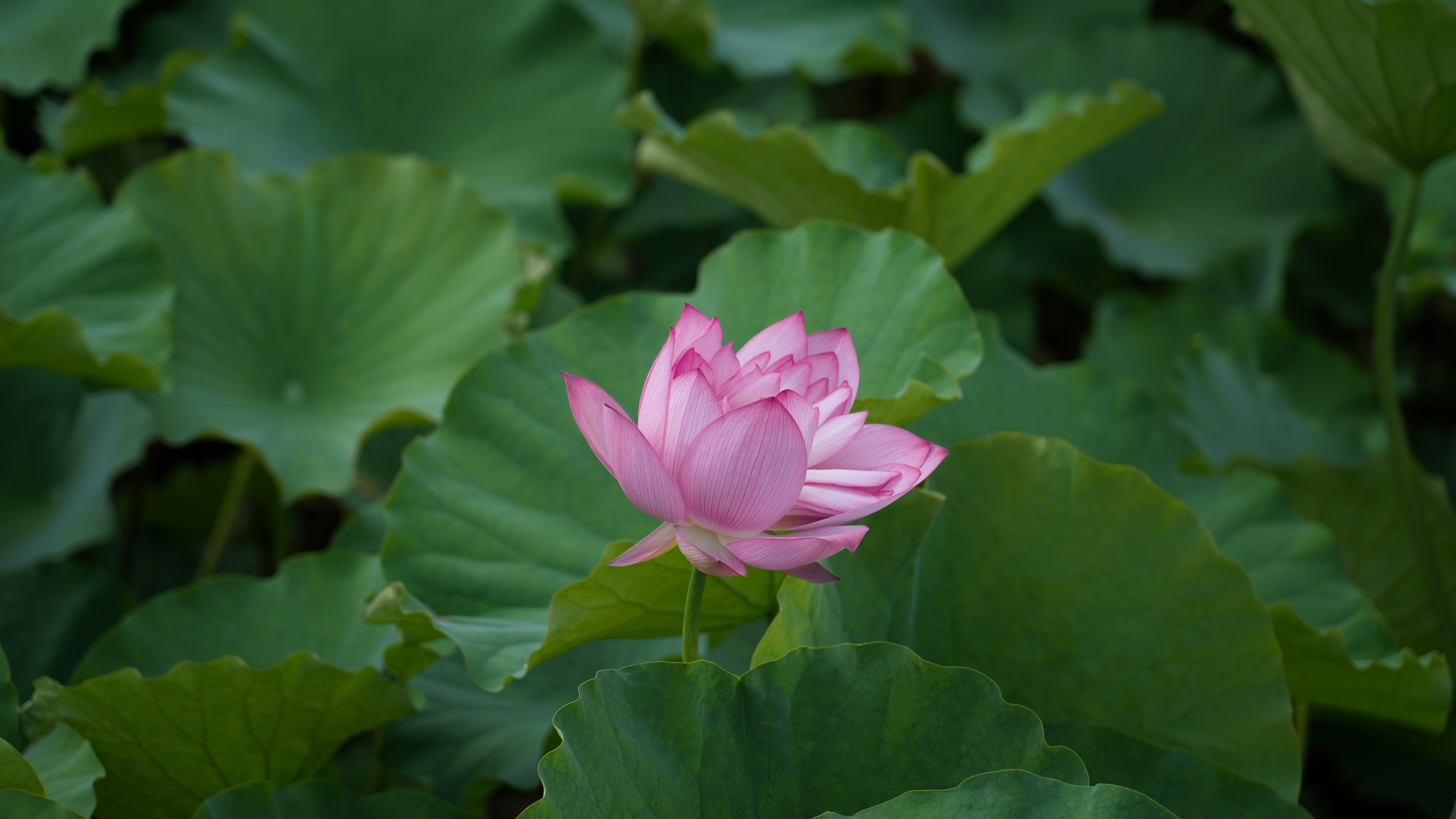 玩水赏景总相宜！来贵州抓住夏天的尾巴