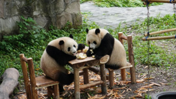 重庆：大熊猫“渝可”“渝爱”迎2周岁生日