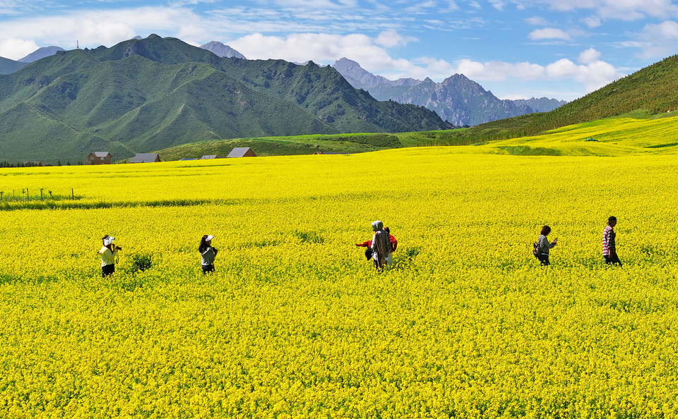 【大美甘肃】甘肃张掖民乐：扁都口油菜花海迎客来_fororder_DJI_20240715101706_0316_D.JPG