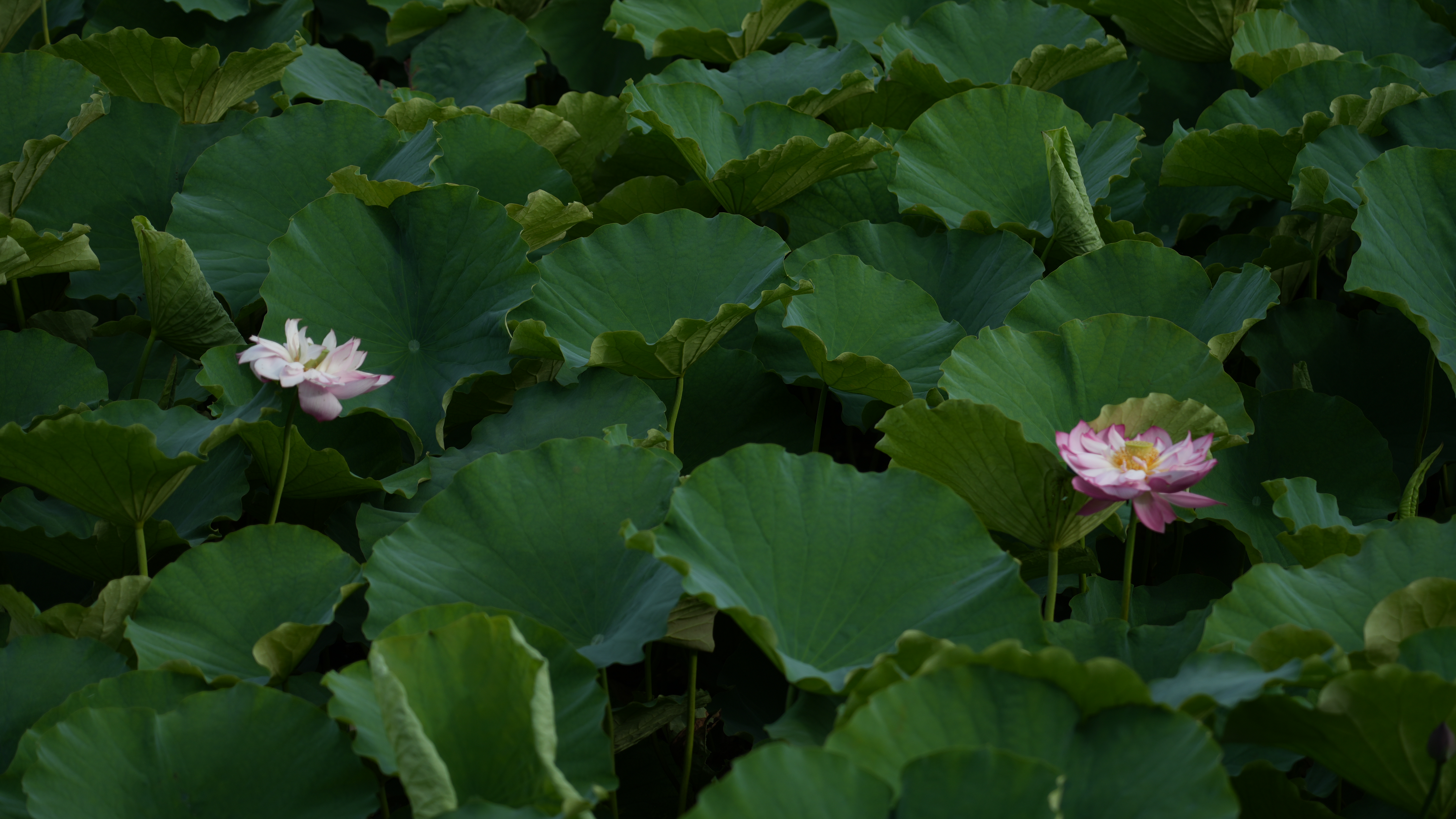 玩水赏景总相宜！来贵州抓住夏天的尾巴