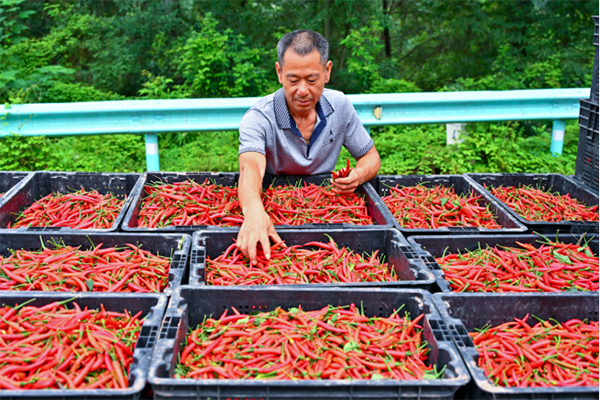 复苏的步伐｜眉山仁寿：辣椒丰收采收忙_fororder_未标题-6