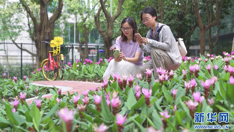 “热带郁金香”姜荷花盛开 带你感受夏天的气息_fororder_81d4ab5ae08d41a1a071ef8acf049038