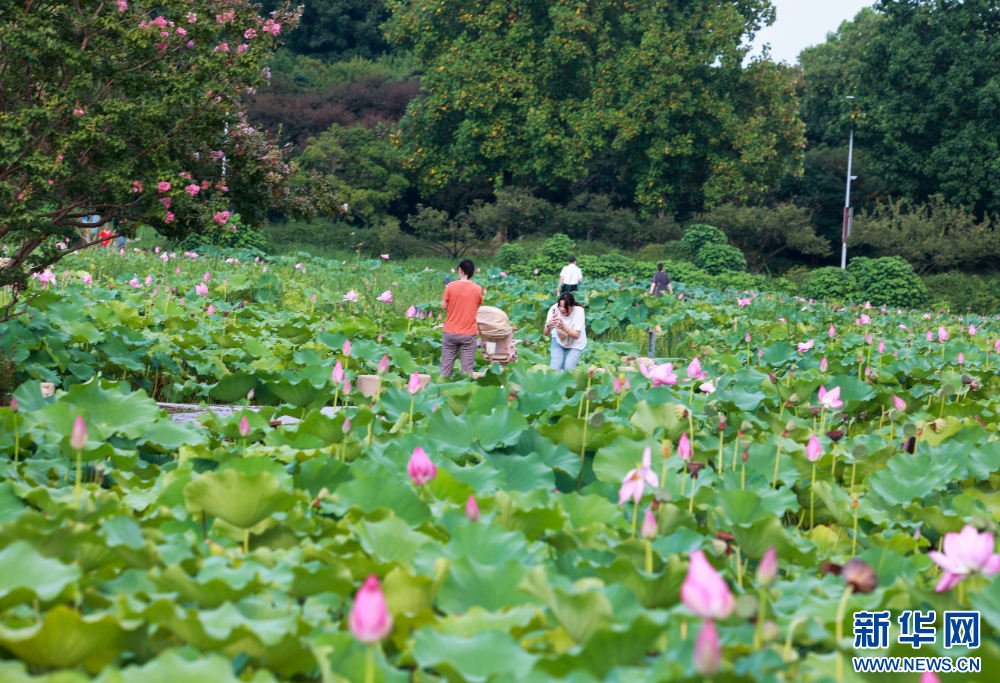 江蘇泰州：暢遊綠意公園 盡享自然之美_fororder_20240818f25e3efeca3d4c9696d84bdddb6f47a6_20240816fce50a7948724799b498eac1841e20e1