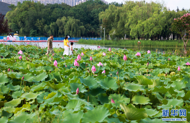 江蘇泰州：暢遊綠意公園 盡享自然之美_fororder_20240818f25e3efeca3d4c9696d84bdddb6f47a6_20240816a07a875b88524e37a9f13841de125916