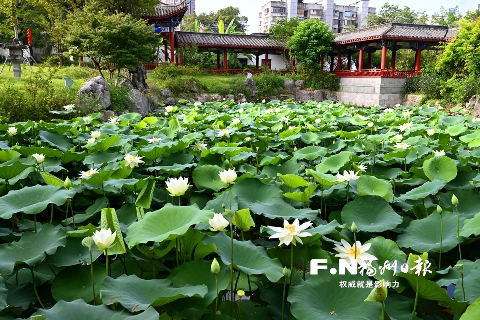 福州南公园：荷花盛开引客来