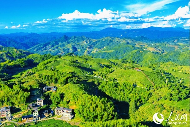 福建大田：“美人茶”飘香百峰秀