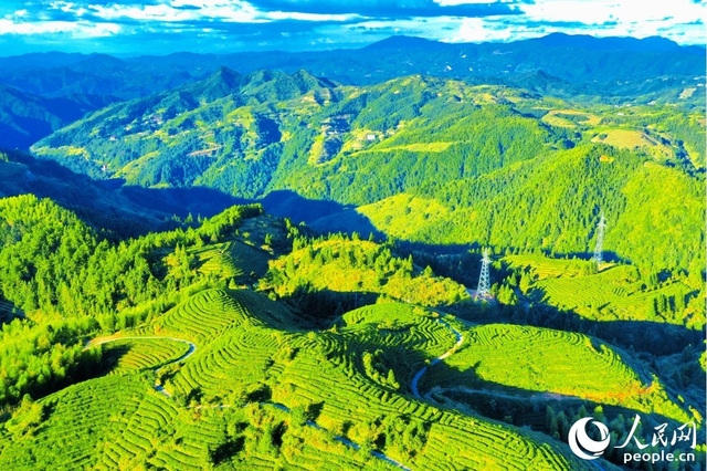 福建大田：“美人茶”飘香百峰秀