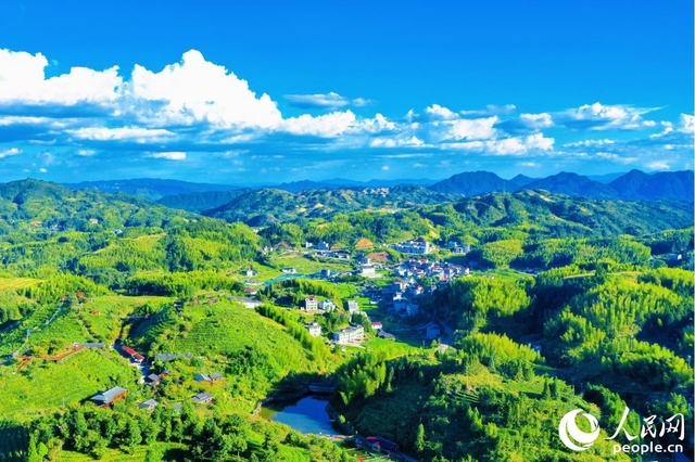 福建大田：“美人茶”飘香百峰秀