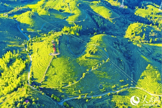 福建大田：“美人茶”飘香百峰秀