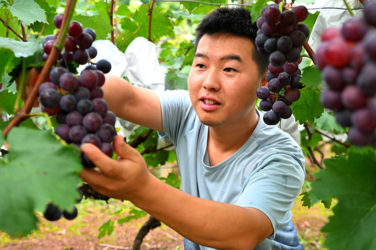 眉山仁寿：葡萄产业兴旺 助力农民增收_fororder_7月25日，在仁寿县普宁街道粮丰社区一葡萄种植基地，游客正在采摘葡萄。-02-(2)