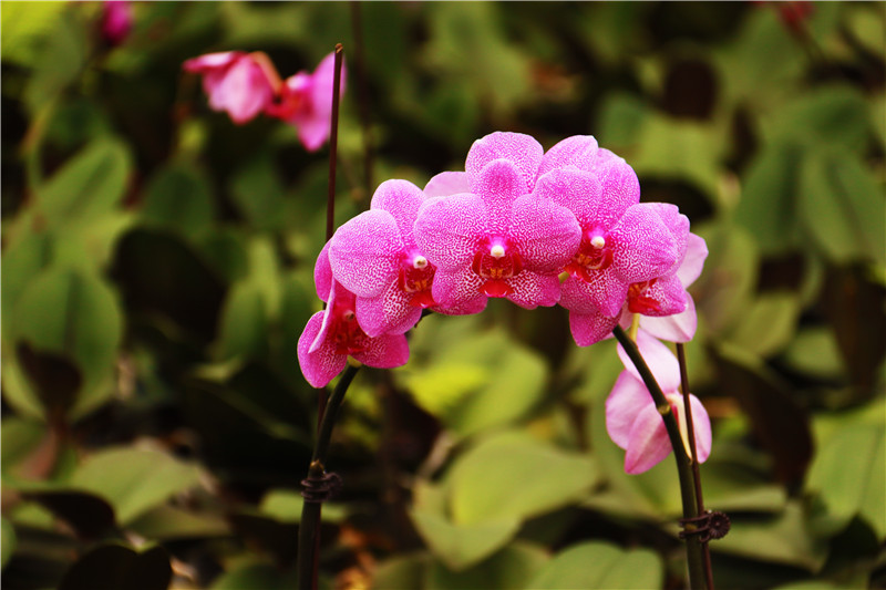 南阳市内乡县：蝴蝶兰花开正俏_fororder_紫色花系蝴蝶兰.JPG