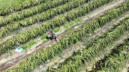 广西柳城：培育家庭农场促增收
