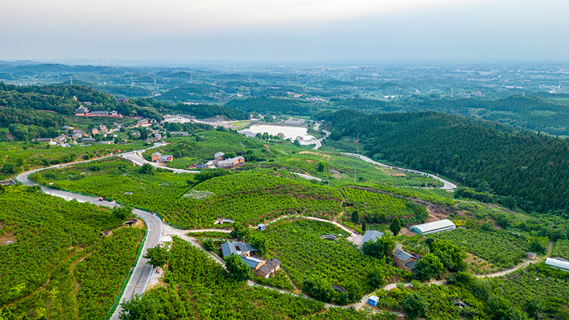 乡村振兴看罗江：贵妃枣喜迎丰收 产业铺就致富路_fororder_罗江区贵妃枣产业基地