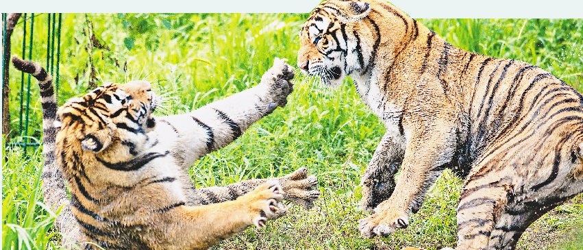 黑龙江：基因组研究成果证实 圈养东北虎种群基因库极具保护价值